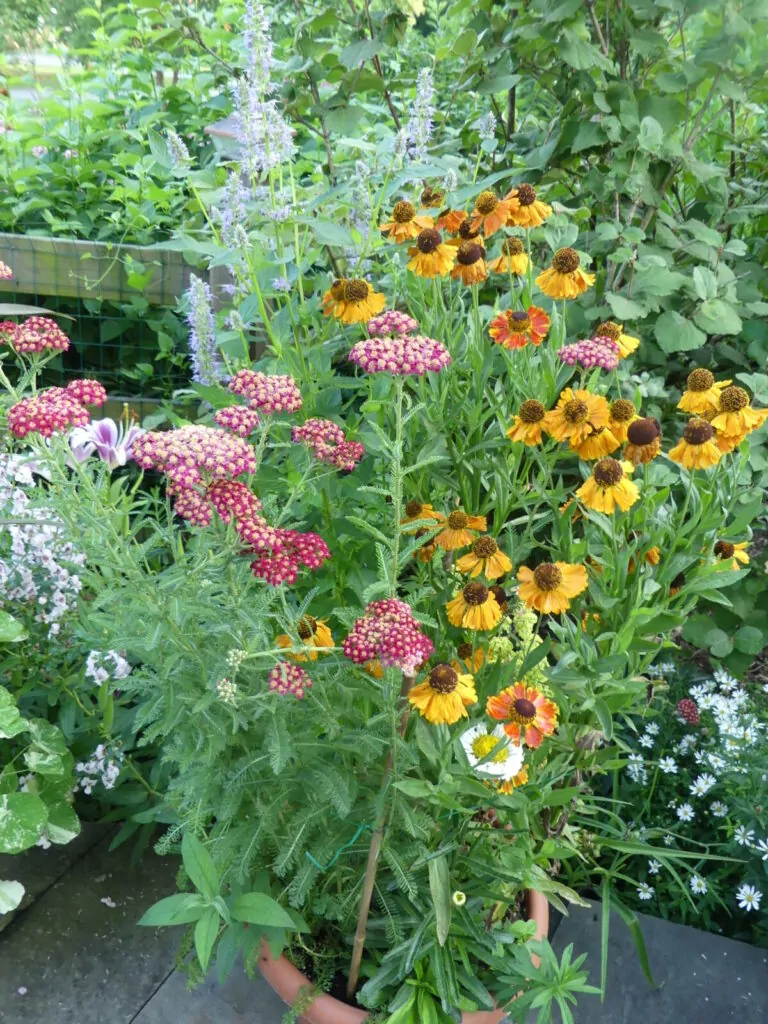 A terracotta pot filled with pink yarrow, orange and yellow sneezeweed flowers and agastache