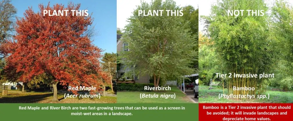 Red Maple and River Birch shown as screen alternatives to invasive Bamboo