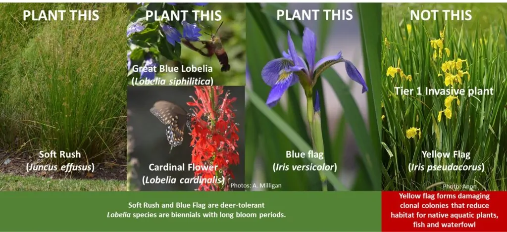 Soft Rush, Great Blue Lobelia, Cardinal Flower, and Blueflag Iris shown as options for a pollinator garden