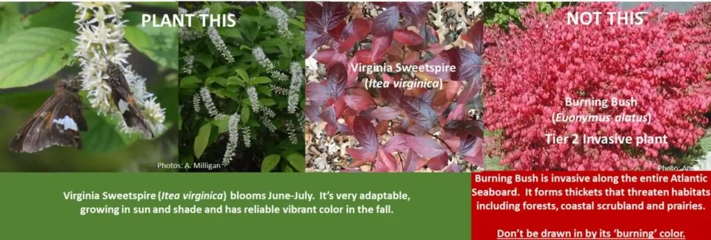 Virginia Sweetspire shown as an alternative to invasive Burning Bush for fall color