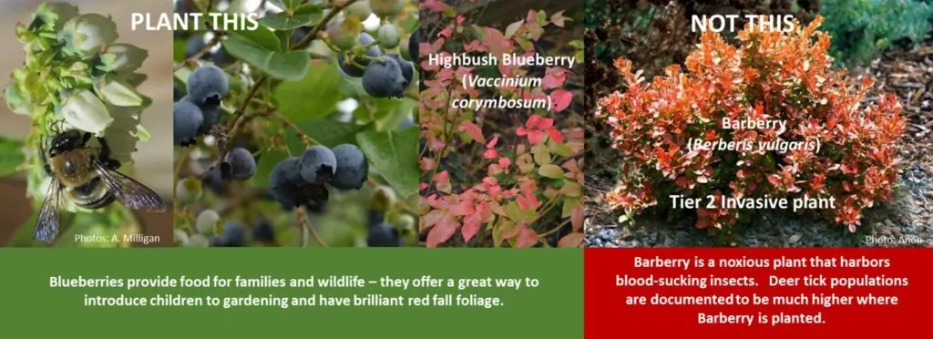 Highbush Blueberry shown as an alternative to invasive Barberry for fall color