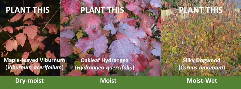 Mapleleaf Viburnum, Oakleaf Hydrangea, and Silky Dogwood shown as options for fall color