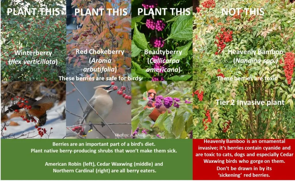 Winterberry, Red Chokeberry, and Beautyberry shown as an alternative to invasive Heavenly Bamboo for showy berries