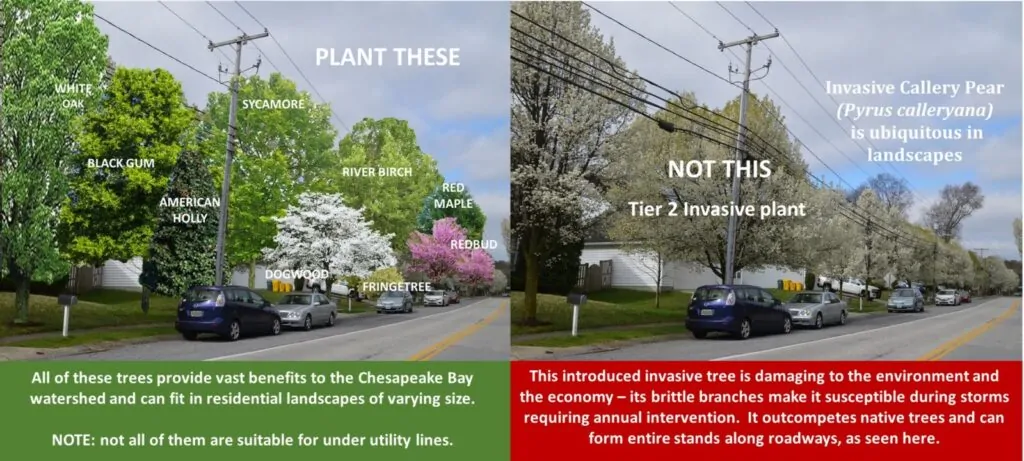 A mix of native trees - White Oak, Black Gum, American Holly, Sycamore, Dogwood, River Birch, Fringe Tree, Red Maple, and Redbud - shown as an alternative to invasive Callery Pear lining a street