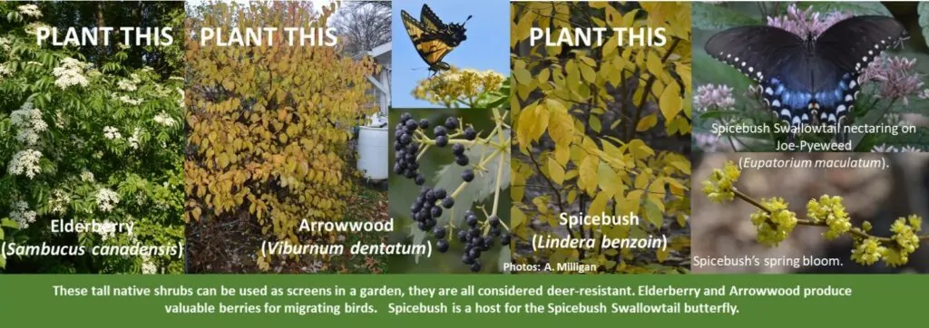Elderberry, Arrowwood Viburnum, and Spicebush shown as screen alternatives to invasive Bamboo