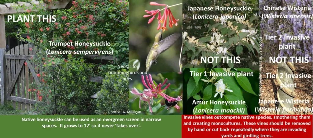 Coral/Trumpet Honeysuckle shown as a screen alternative to invasive Japanese Honeysuckle, Amur Honeysuckle, and Chinese Wisteria