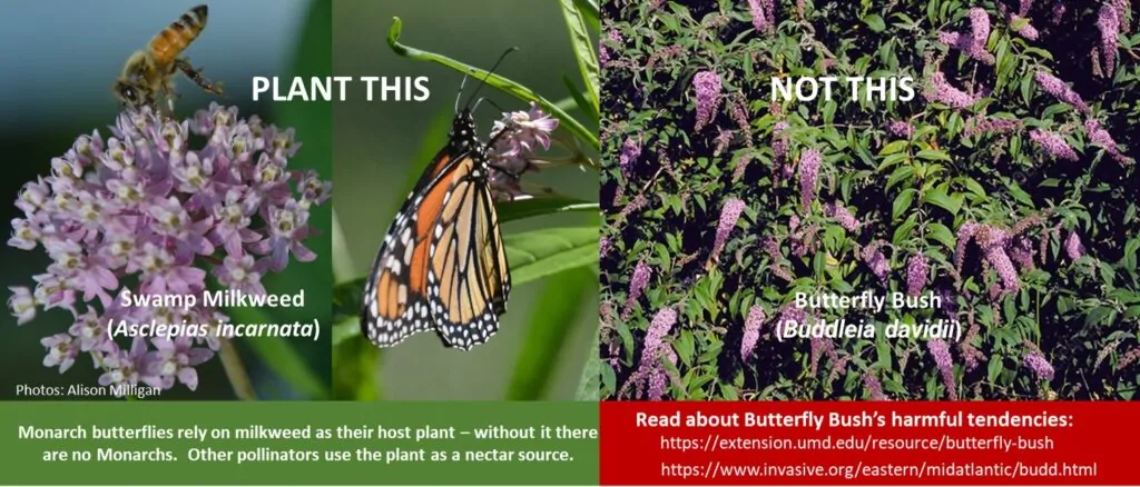 Swamp Milkweed shown as an alternative to invasive Butterfly Bush for attracting butterflies
