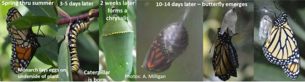 The life cycle of a Monarch Butterfly