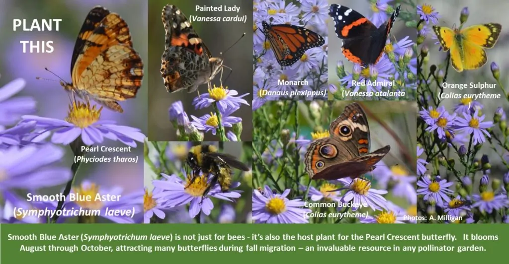 Smooth Blue Aster shown as a host plant to many species of butterflies