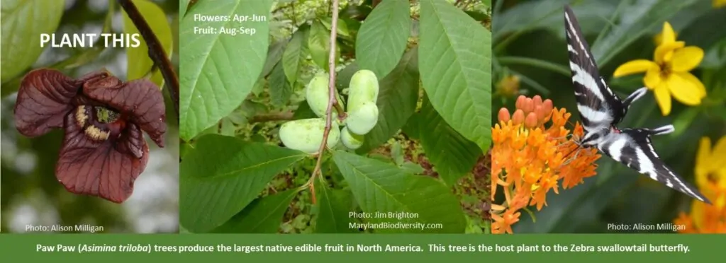 Paw Paw tree shown as a host plant for the Zebra Swallowtail Butterfly