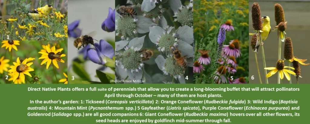 Tickseed, Orange Coneflower, Wild Indigo, Mountain Mint, Gayfeather, Purple Coneflower, Goldenrod, and Giant Coneflower shown as options for a pollinator garden