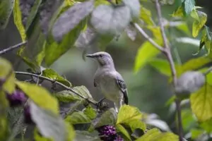 American Beautyberry with bird