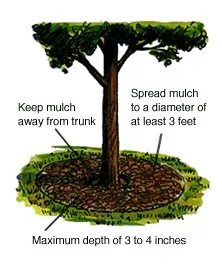 How to Mulch New Plants