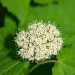 Viburnum dentatum