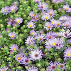 Aster