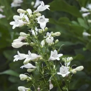 Beardtongue