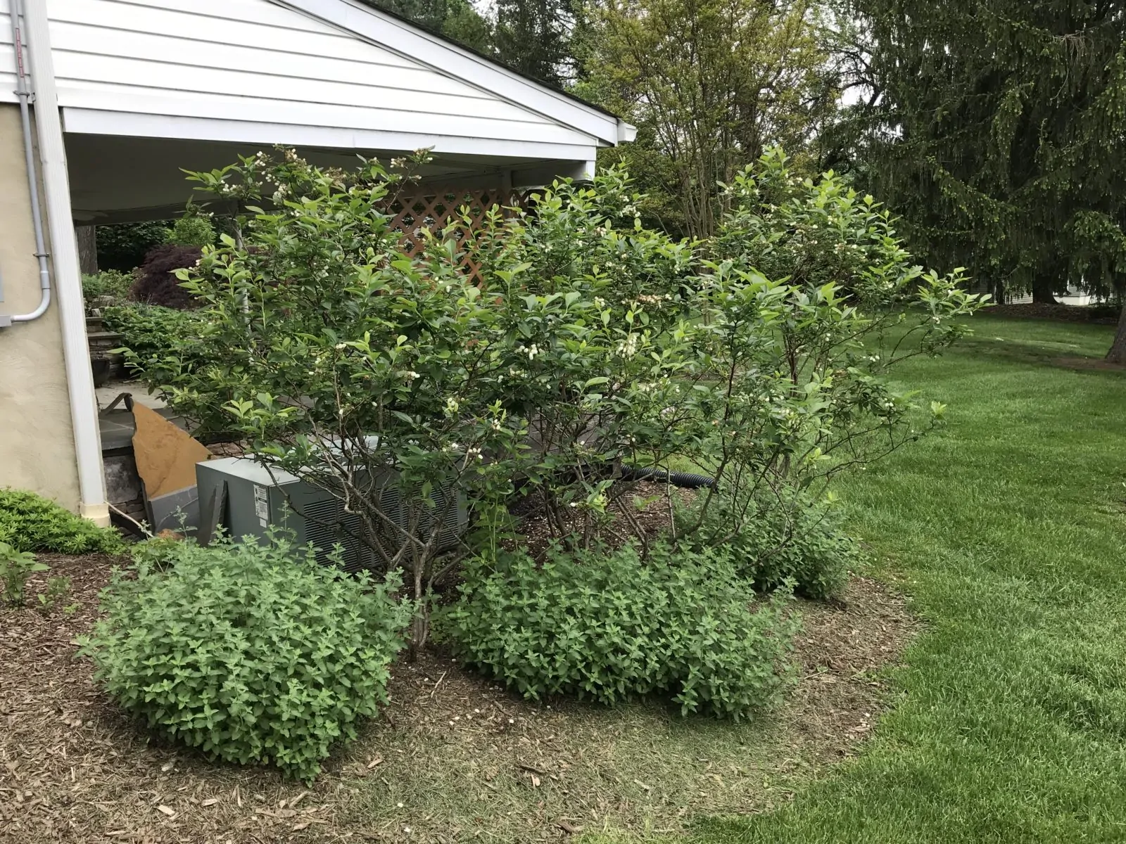 Blueberry Growing and Harvesting