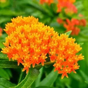 Butterfly Milkweed