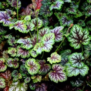 Coral Bells