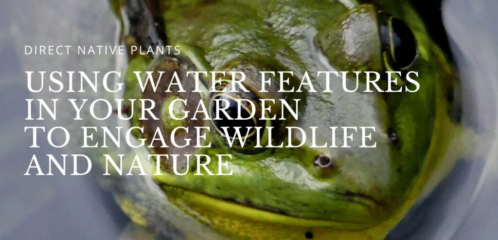 Cover Image|Birdbath|Water Fountain|Installing a Pond|Stream Planting|Frog|Edited (003)