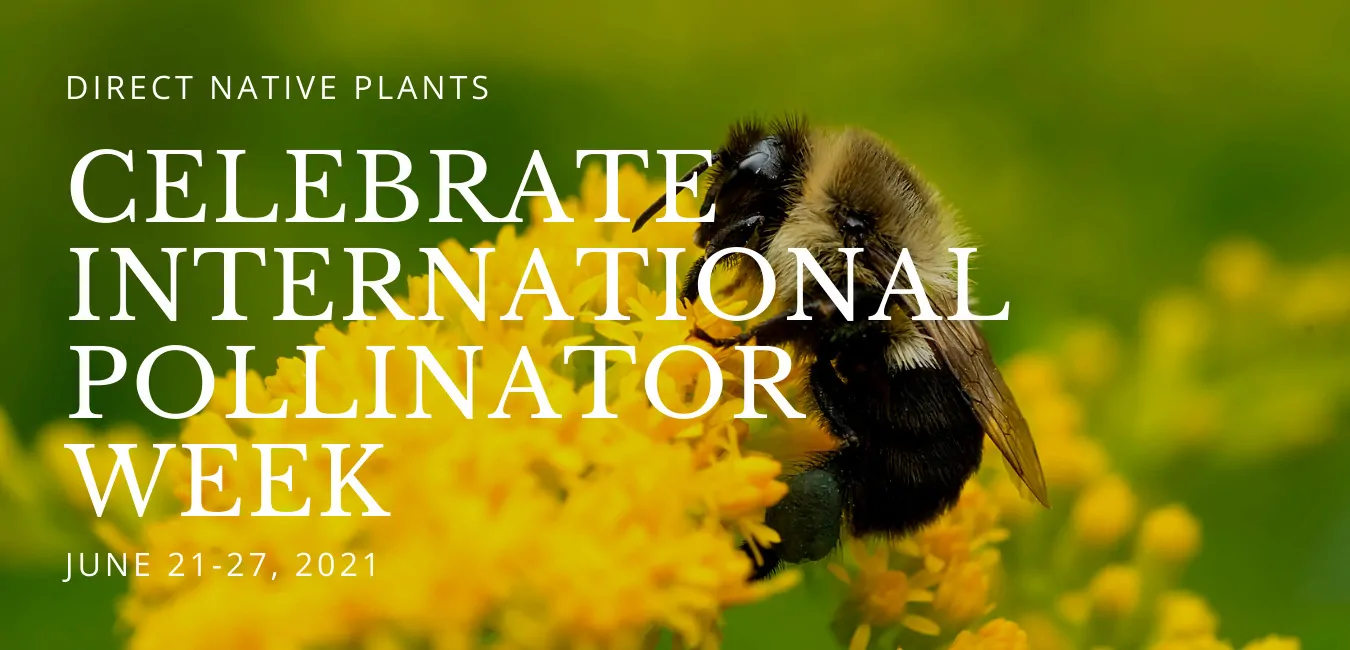 Celebrate International Pollinator Week