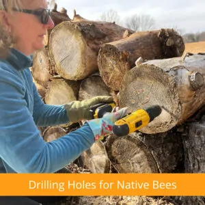 Drilling Holes for Native Bees