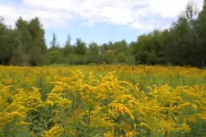 field of goldenrod plants