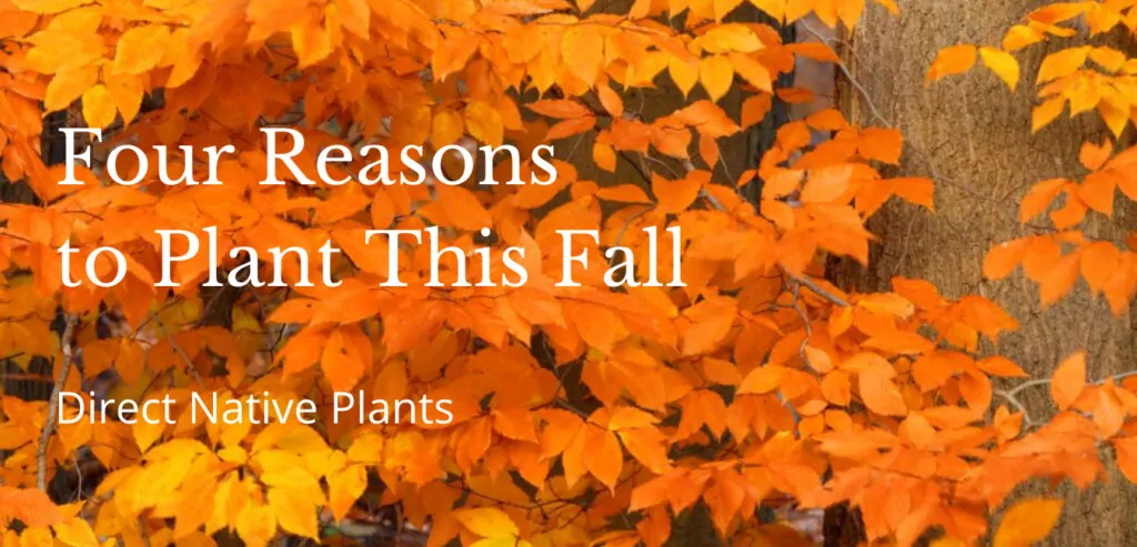 Four Reasons to Plant This Fall|Roots|Rain on Oak|Weeding|Woman in Garden