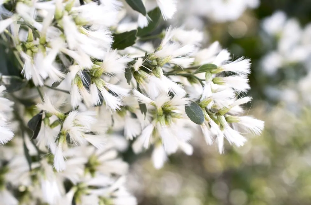 Groundsel Bush Blooms
