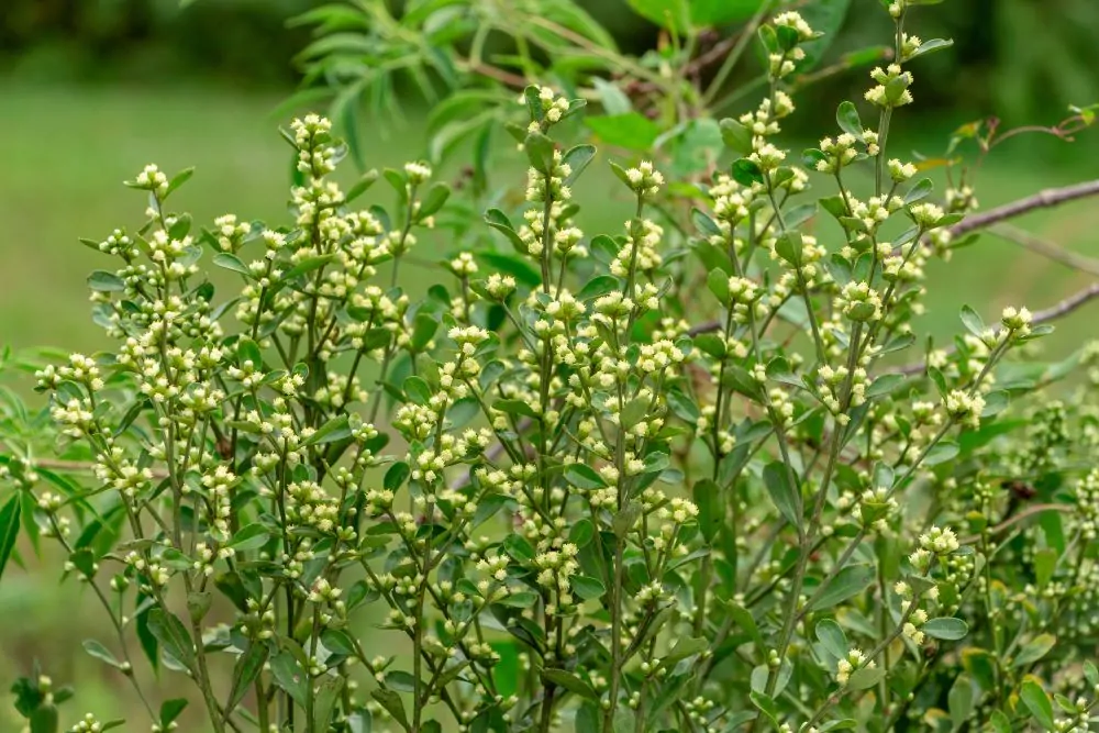 Groundsel Bush