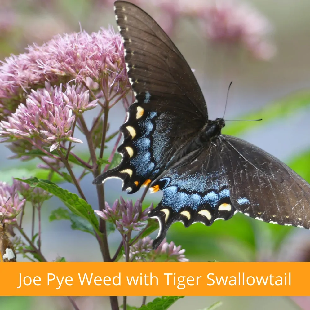 Joe Pye Weed