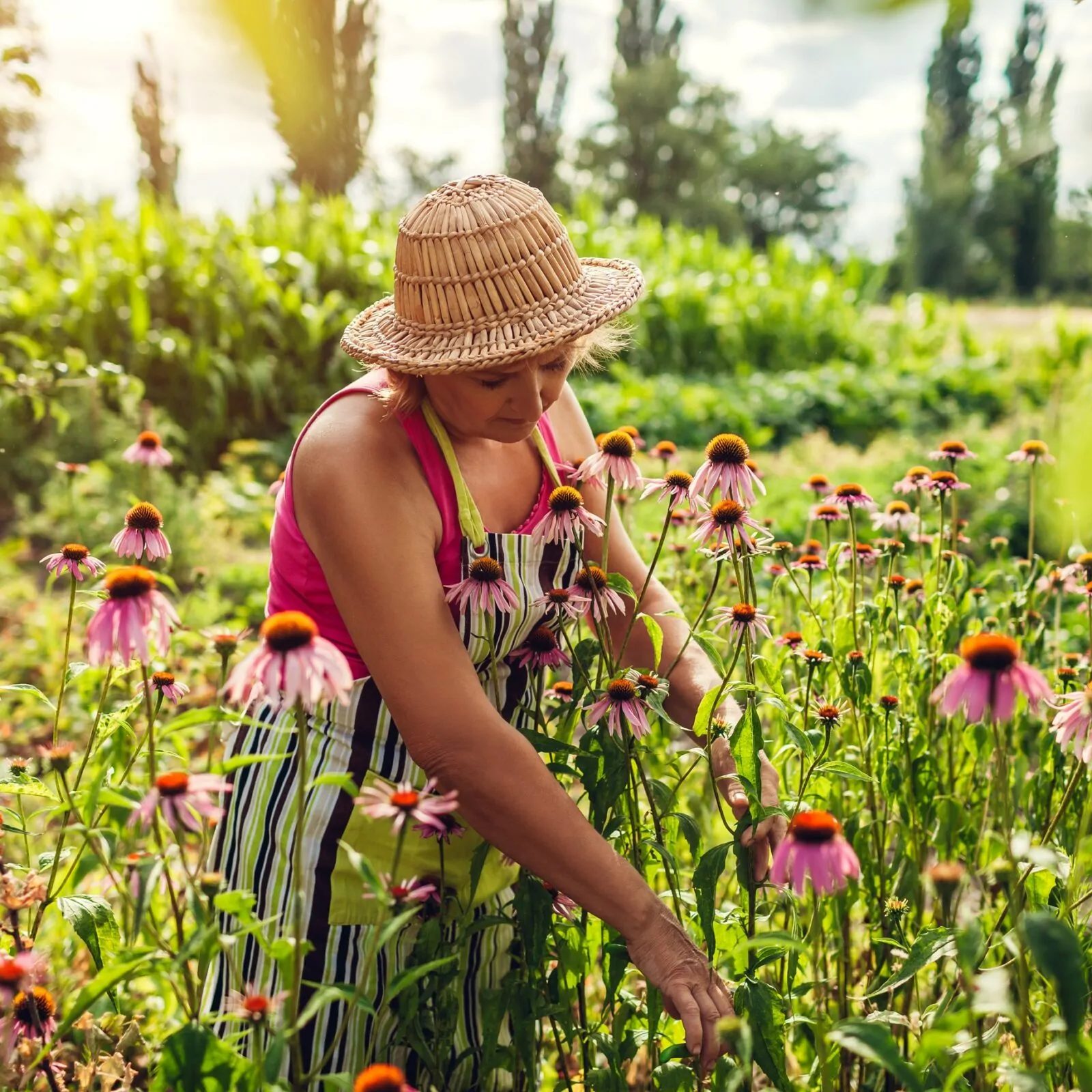 Why Use Native Plants in Your Yard or Gardening Project?