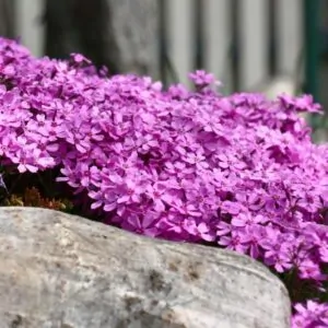 Moss Phlox