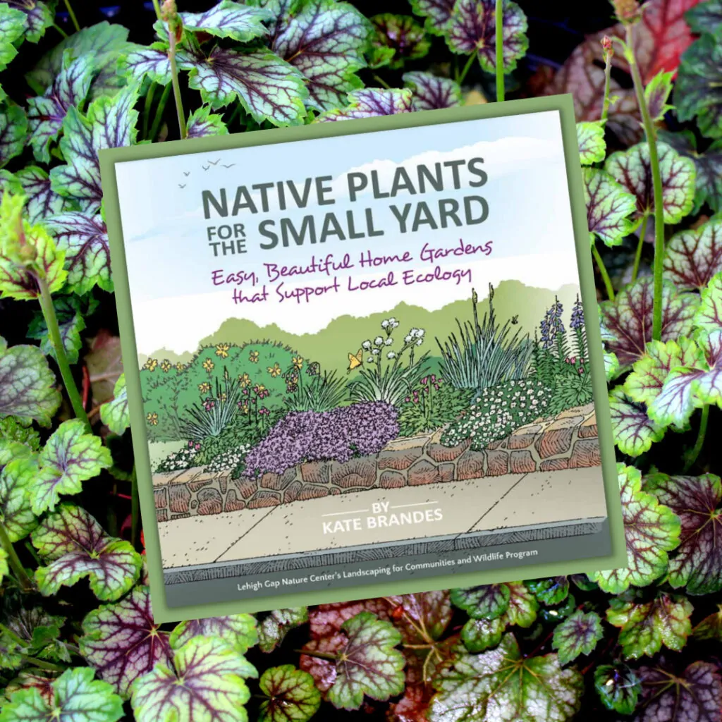 Native Plants for the Small Yard|Echinacea - Resized 1600 wide|Garden Banner|Garden Banner