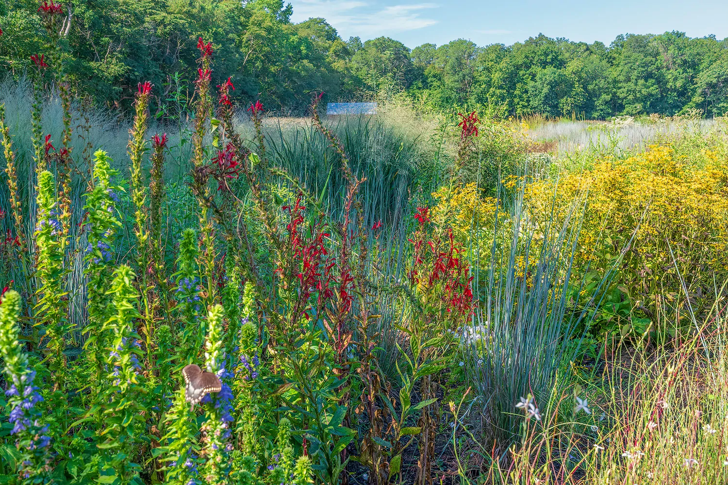 From Lawn to Meadow: Alternatives to Turf