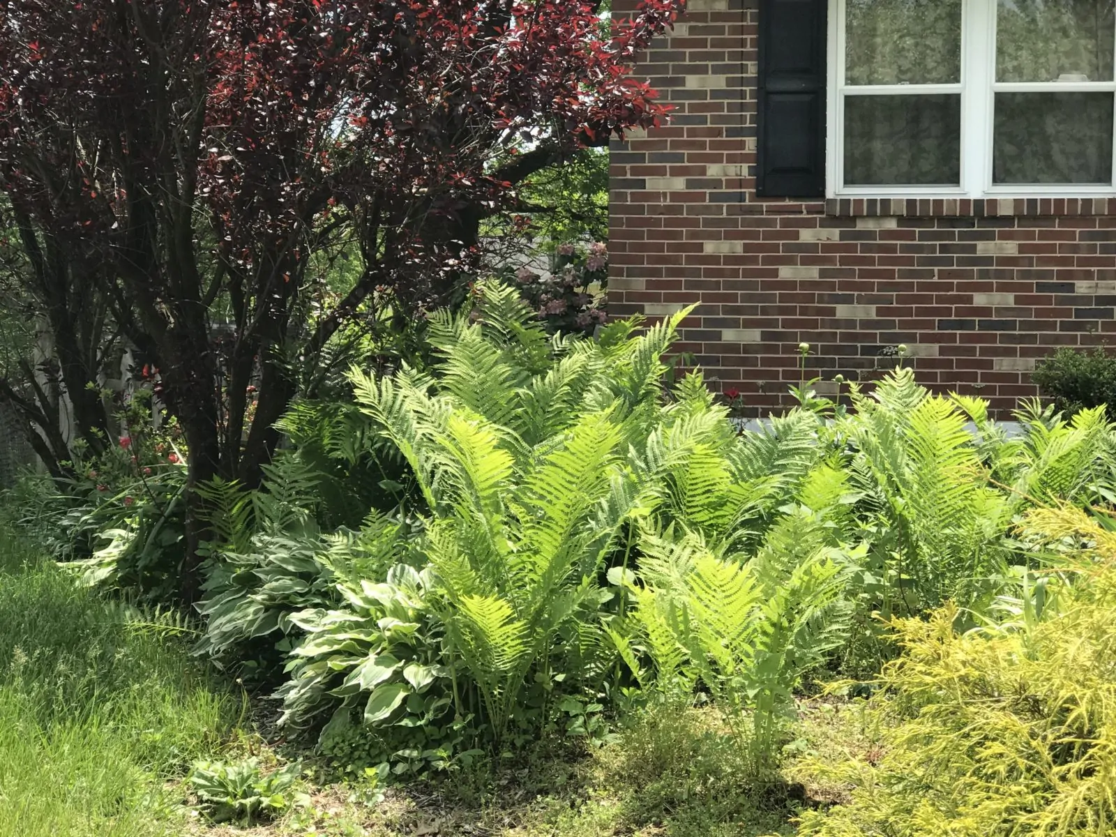Ostrich Fern: Dramatic Ground Cover for Shade