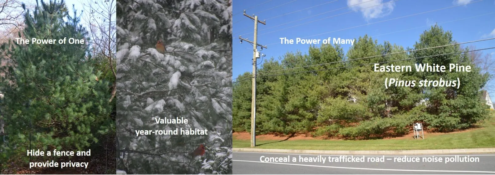 How to Conceal an AC Unit, Road or Fence with Native Evergreens