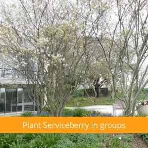Three Serviceberry planted in a group
