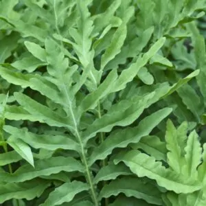 Sensitive Fern