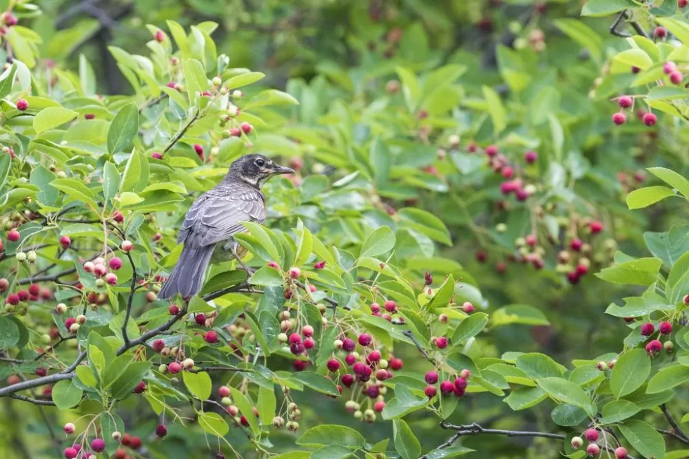 Serviceberry Berries and Bird|Arrowwood Viburnum Berries Square|Virginia Creeper Berries Square|Gray Dogwood Berries Square|Silky Dogwood Berries Square|Redosier Dogwood Berries Square|Serviceberry Berries and Bird Square|Elderberry Berries Square|Spicebush Berries Square|Pokeweekd Berries Square|Flowering Dogwood Berries Square|Chokesherry Berries Square|Blueberry Berries Square|Northern Bayberry Berries Square|Winterberry Berries and Bird Square|Black Chokeberry Berries Square|Viburnum acerifolium|Nannyberry Viburnum Berries Square|Pileated Woodpecker