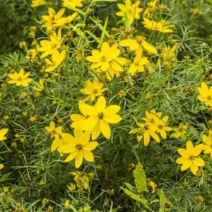 Threadleaf Coreopsis