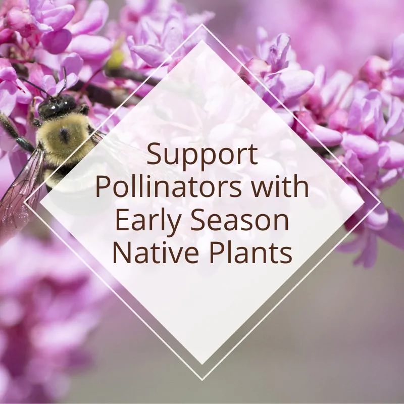 Support Pollinators with Early Season Native Plants