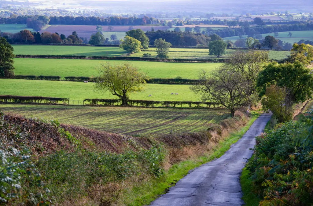 Traditional Englilsh hedgerows line the roads|English Countryside|North American Porcupine|Beginnings of a Hedgerow|Wood Chips|Edited (003)