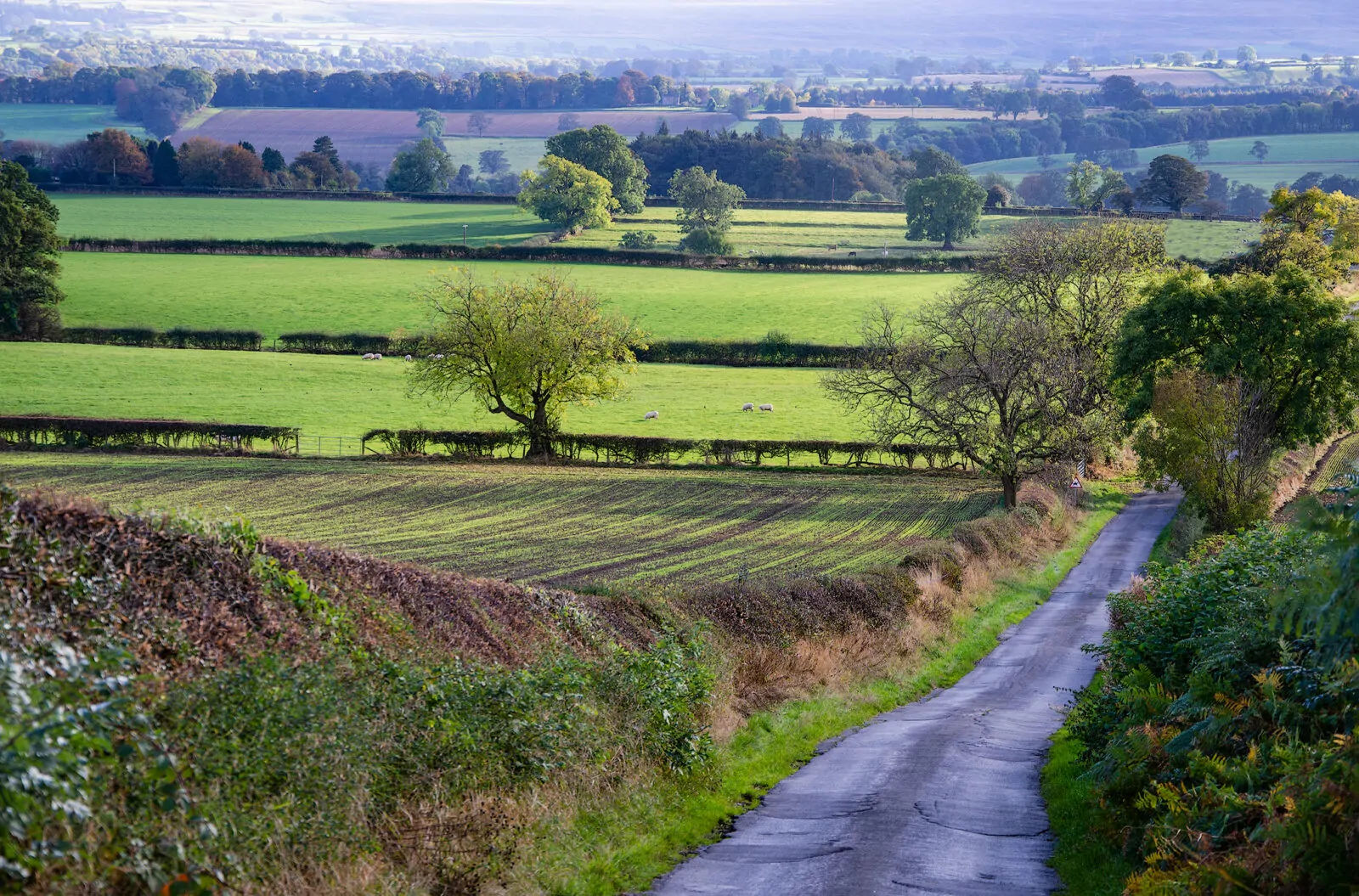Planting a Native Hedgerow for Wildlife