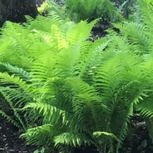 Ostrich Fern