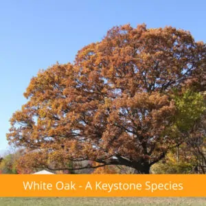 White Oak - A Keystone Species