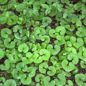 Wild Ginger