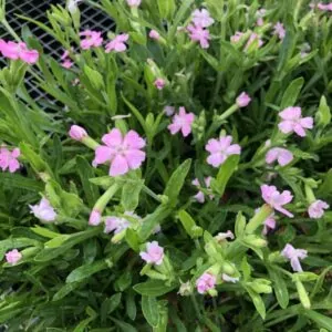 Wild Pink