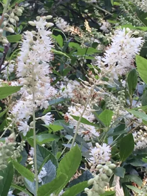 Clethra: A Knockout Fragrance & Catnip For Pollinators