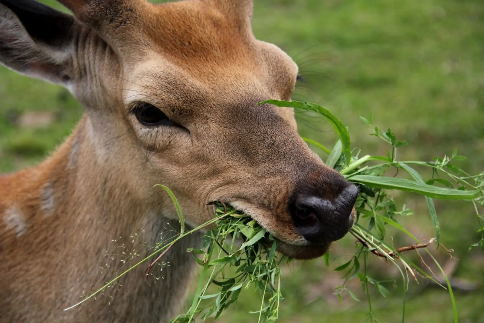 Deer Resistant Native Plants